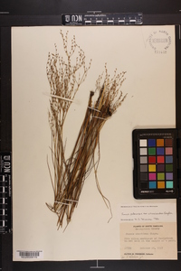 Juncus pelocarpus var. crassicaudex image