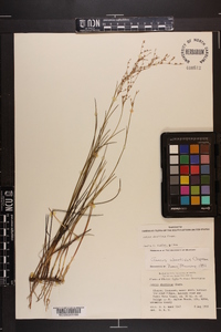 Juncus abortivus image