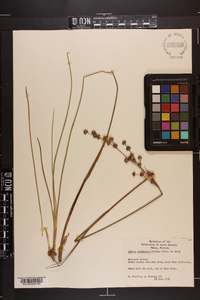 Juncus scirpoides image