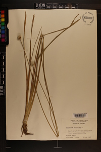 Eriocaulon decangulare image