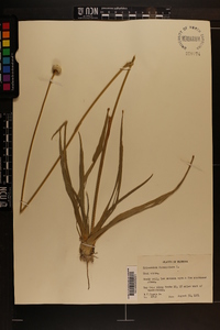 Eriocaulon decangulare image