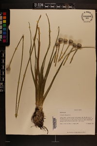 Eriocaulon decangulare image