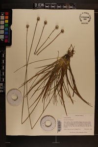 Eriocaulon decangulare image