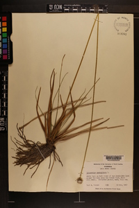 Eriocaulon decangulare image