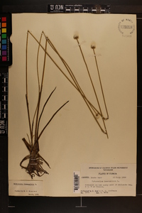 Eriocaulon decangulare image