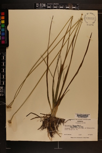 Eriocaulon decangulare image