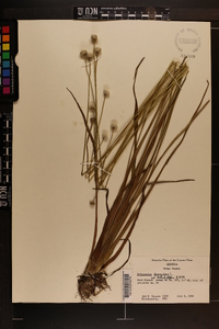 Eriocaulon decangulare image