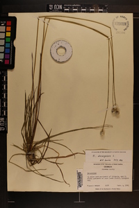 Eriocaulon decangulare image