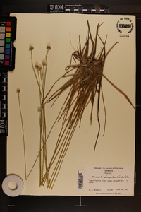 Eriocaulon decangulare image