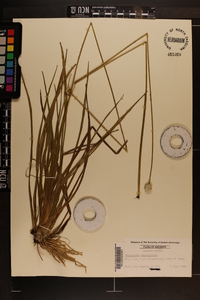 Eriocaulon decangulare image