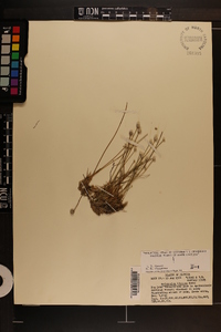 Eriocaulon lineare image