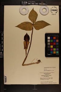 Arisaema triphyllum subsp. triphyllum image