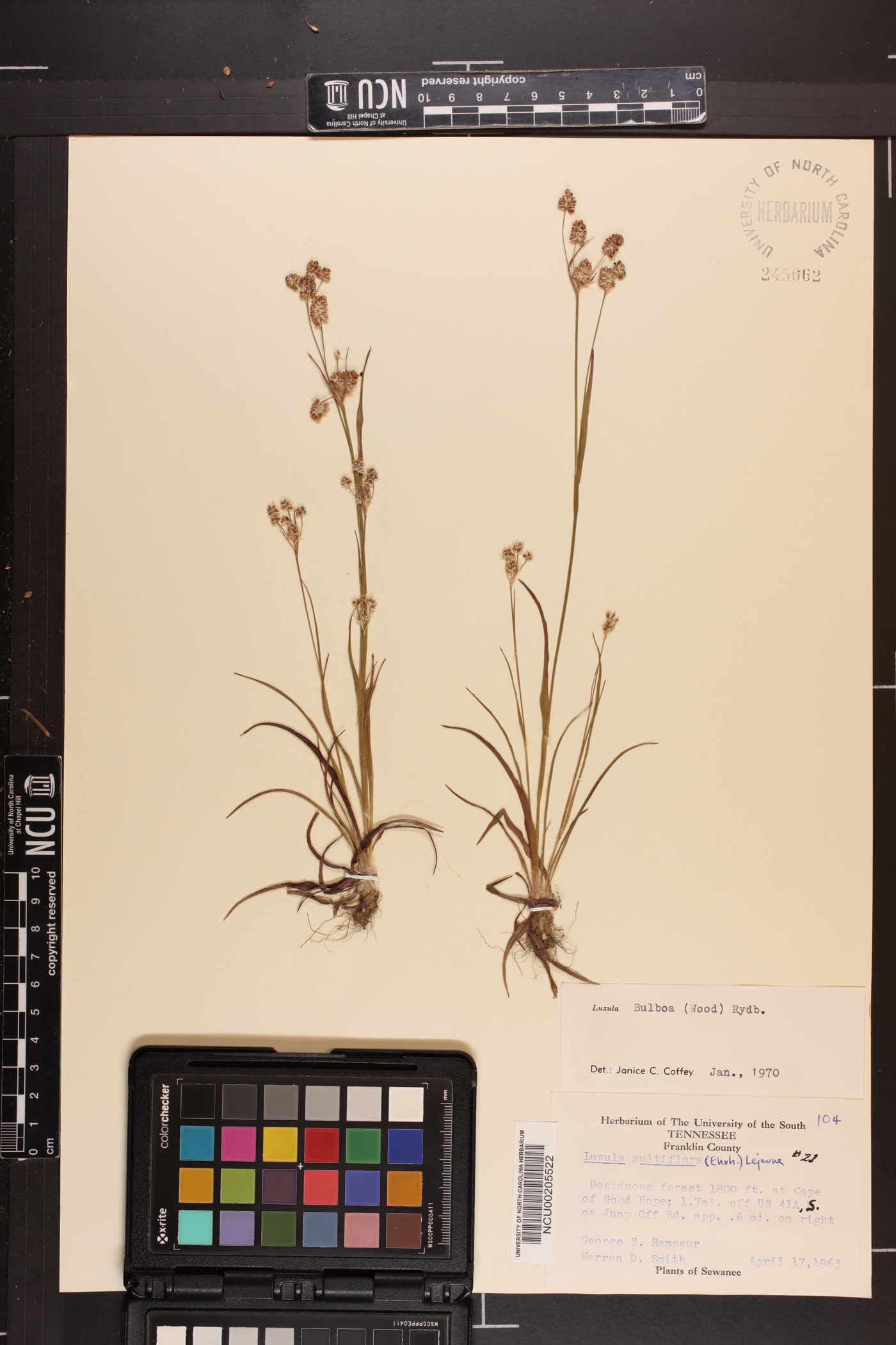 Luzula bulbosa image