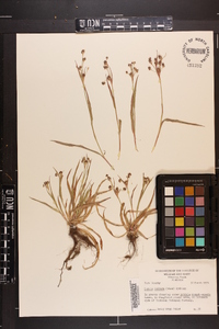 Luzula bulbosa image