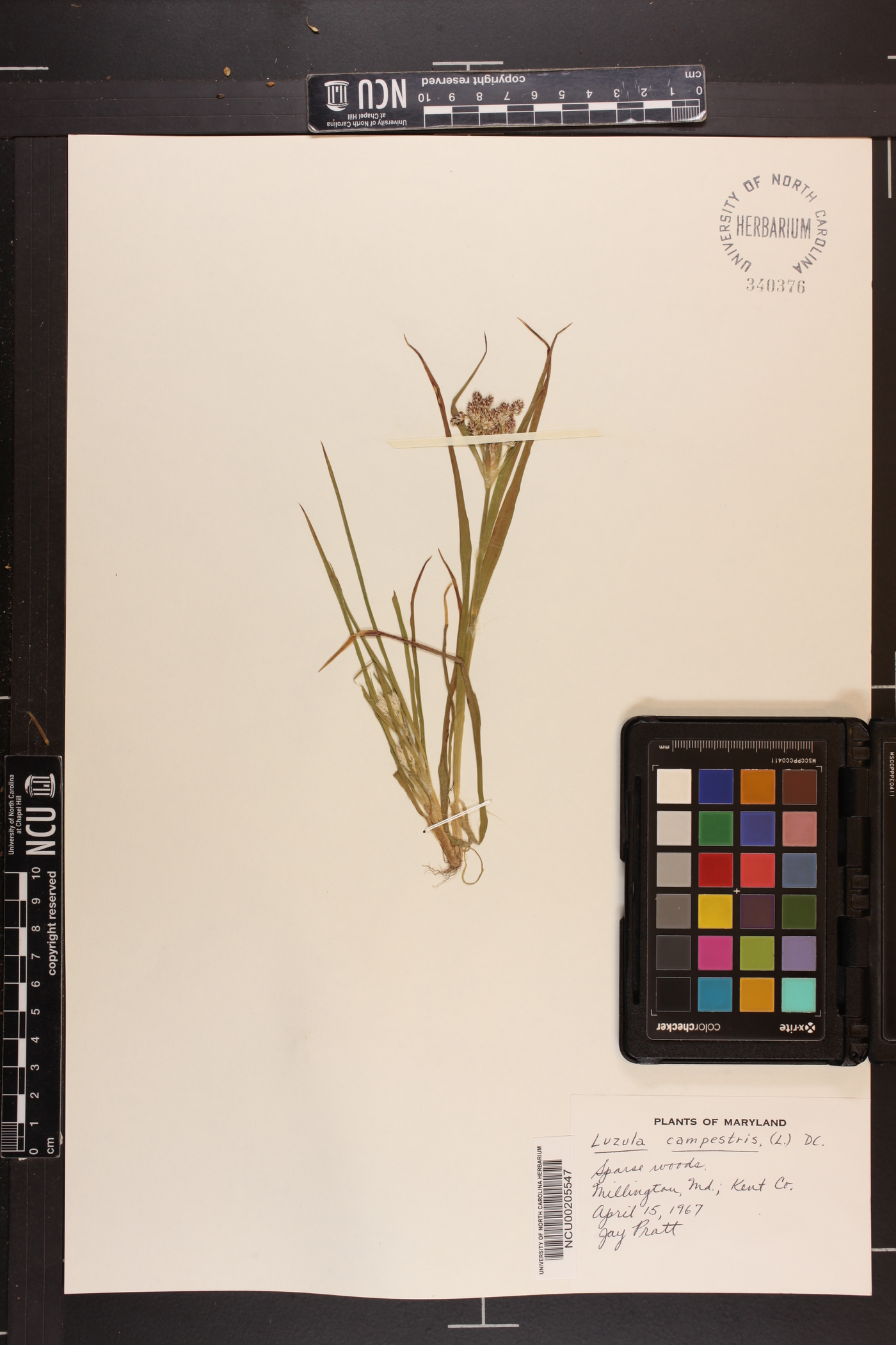 Luzula campestris image