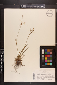 Luzula campestris var. bulbosa image