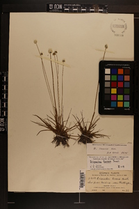 Eriocaulon texense image