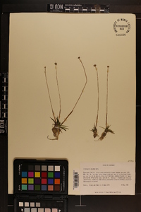 Eriocaulon texense image