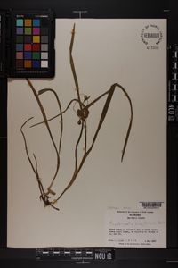 Tradescantia hirsuticaulis image