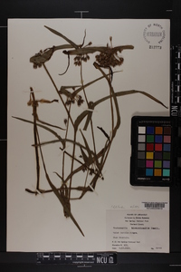 Tradescantia hirsuticaulis image