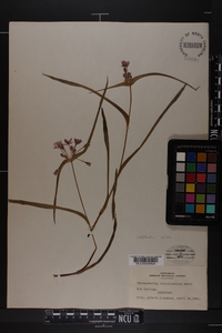 Tradescantia hirsuticaulis image