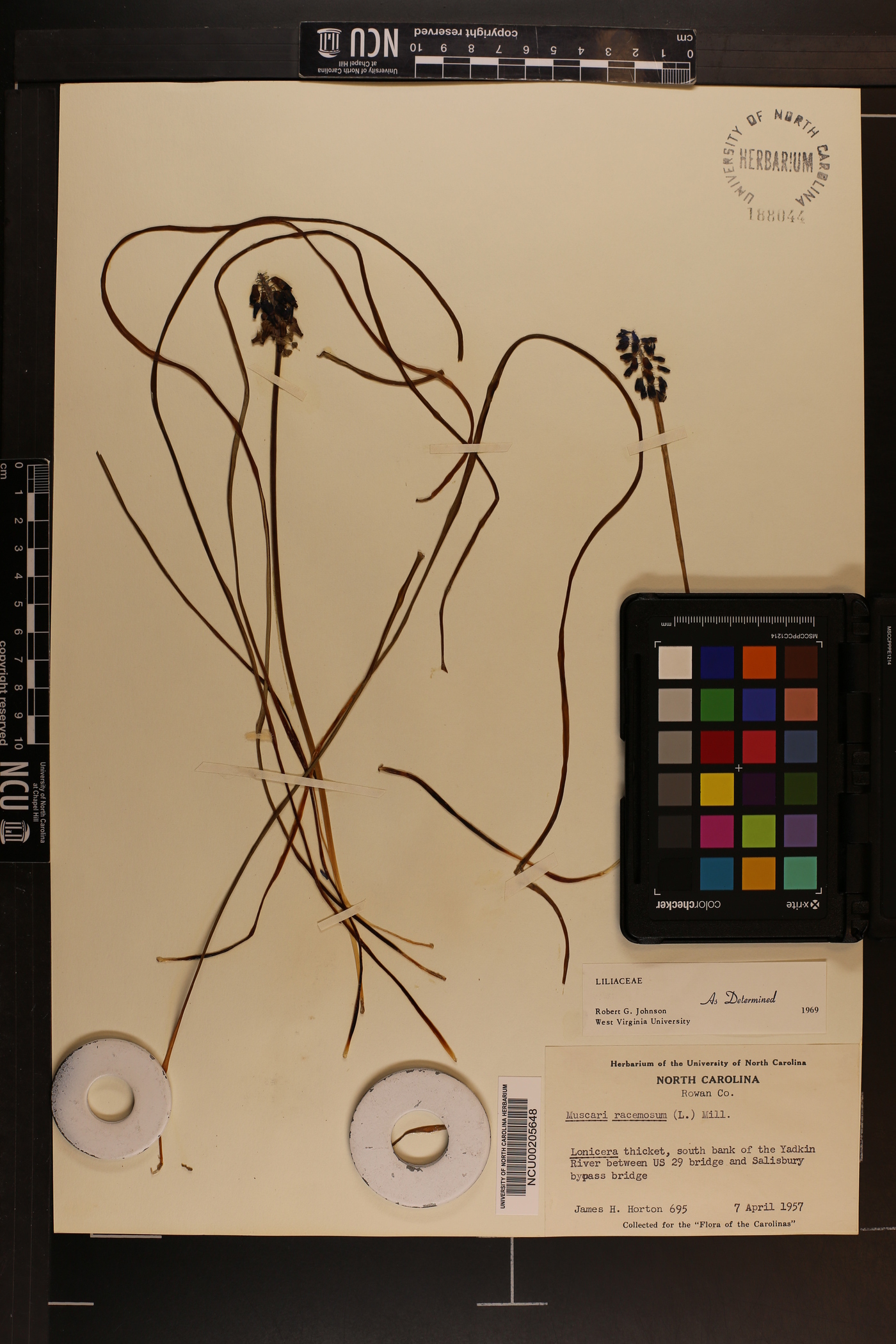 Muscari neglectum image