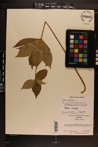 Medeola virginiana image