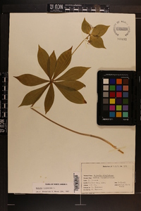 Medeola virginiana image