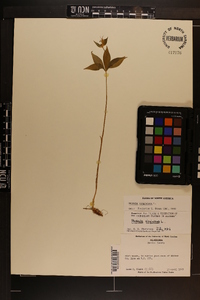 Medeola virginiana image