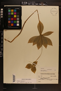 Medeola virginiana image