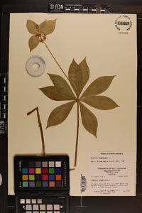 Medeola virginiana image