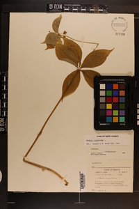 Medeola virginiana image