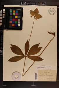 Medeola virginiana image