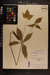 Medeola virginiana image