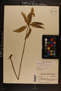 Medeola virginiana image