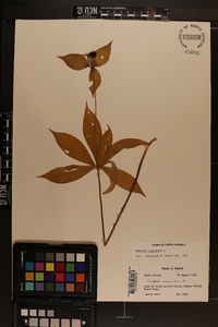 Medeola virginiana image