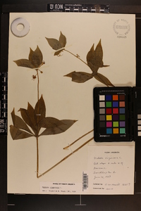 Medeola virginiana image