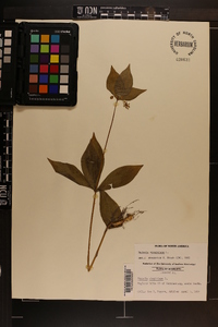 Medeola virginiana image