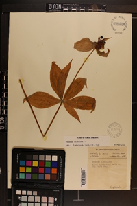 Medeola virginiana image