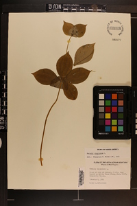 Medeola virginiana image