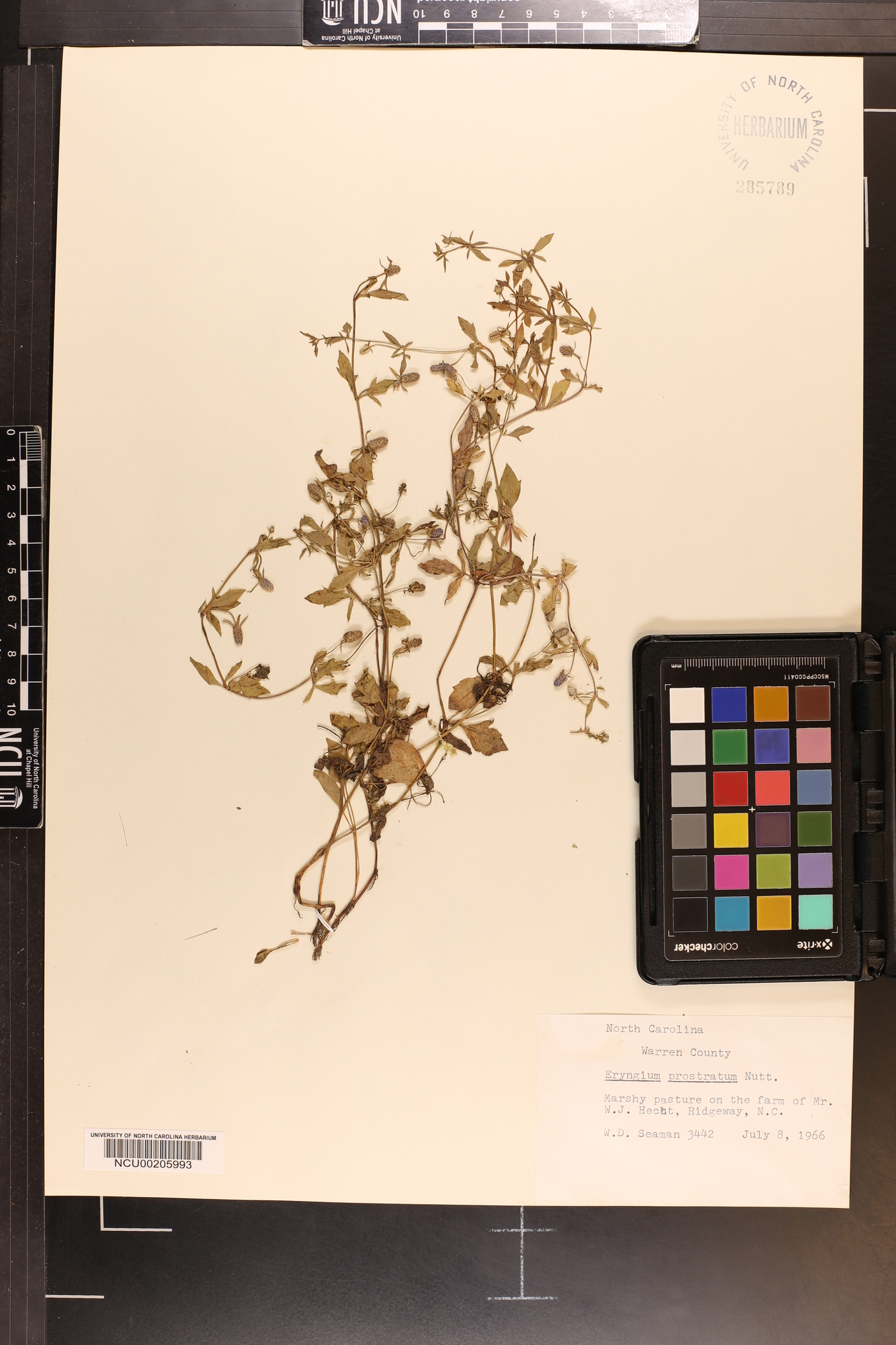 Eryngium prostratum image