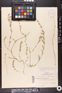 Monanthochloe littoralis image