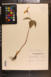 Trillium catesbaei image