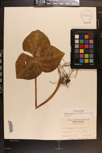 Trillium cuneatum image