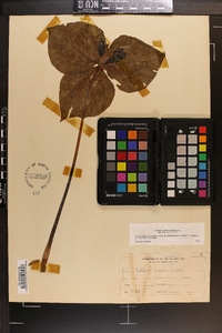 Trillium cuneatum image