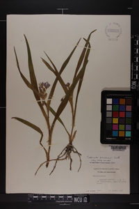 Tradescantia hirsuticaulis image