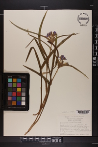 Tradescantia hirsuticaulis image