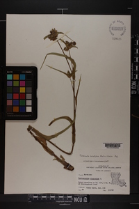 Tradescantia hirsutiflora image