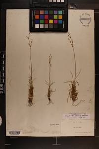 Juncus anthelatus image