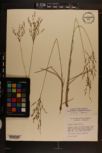 Juncus anthelatus image